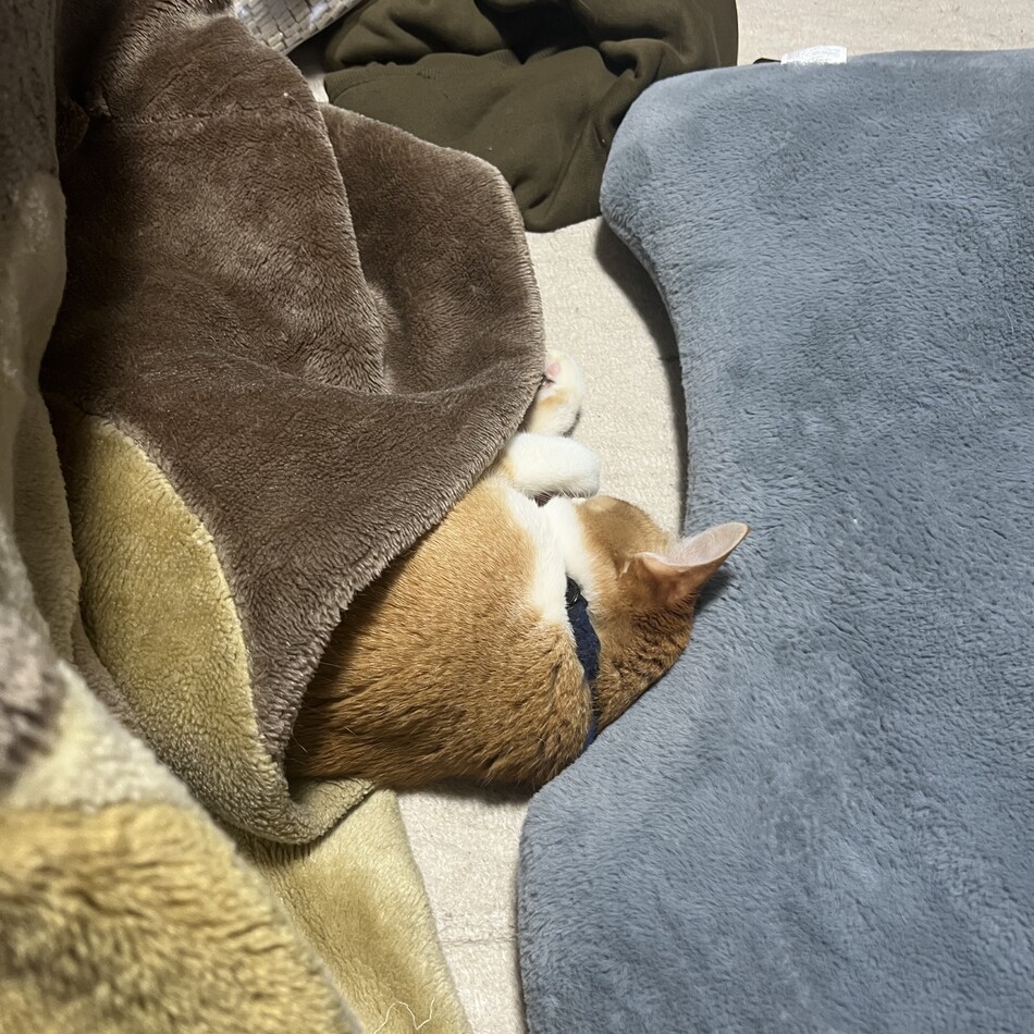 レックのカバー写真