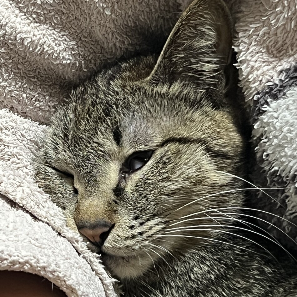ルナのカバー写真