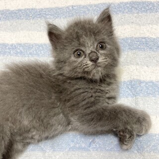 レアカラー美少女！もふ天使降臨約3週間