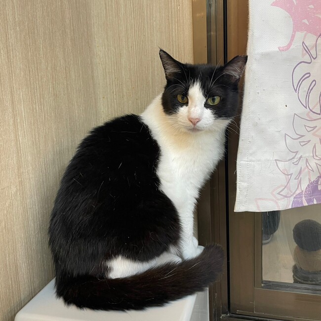 和風猫本舗のカバー写真