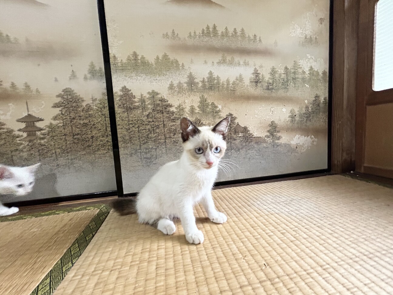 猫のうめちゃん そこで、何してんの！ – ウマ娘 | 日刊ゲンダイ電子新聞 – FWBRVF