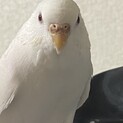 土日にお返事いたします。アルビノ女の子里親様募集