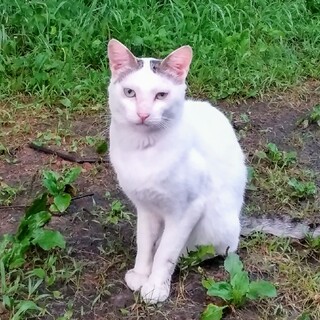 穏やかで元気な男の子です