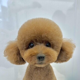 トトロちゃん(トライアル決定)