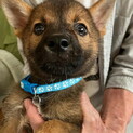 生後二ヶ月人が好き甘えん坊おす子犬