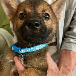 生後二ヶ月人が好き甘えん坊おす子犬
