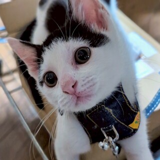 ヤンチャで活発で人大好きな女の子です