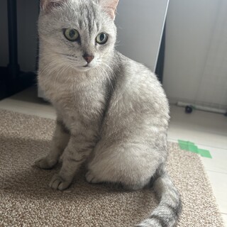 とても大人しい美魔女猫です