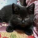 中毛黒猫、遊ぶのが大好きな元気な男の子です