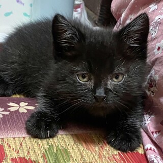 中毛黒猫、遊ぶのが大好きな元気な男の子です