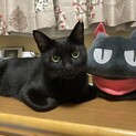 ツヤツヤ黒猫性格はなまるです