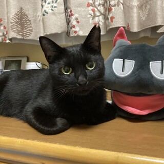 ツヤツヤ黒猫性格はなまるです
