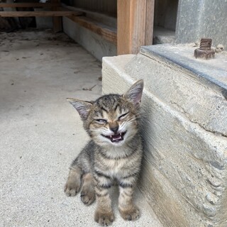 子猫の里親募集
