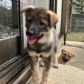 生後3カ月・甘えん坊の健康おす子犬