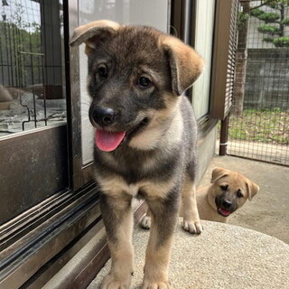 生後3カ月・甘えん坊の健康おす子犬