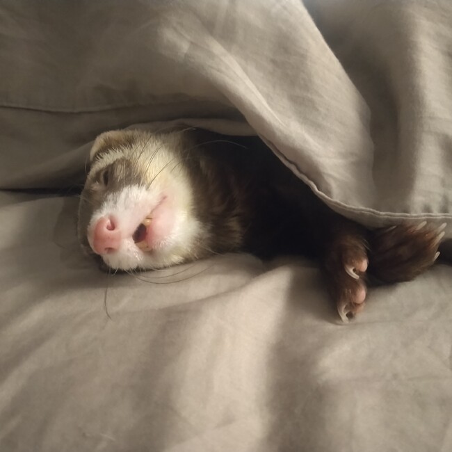 レイ太郎のカバー写真