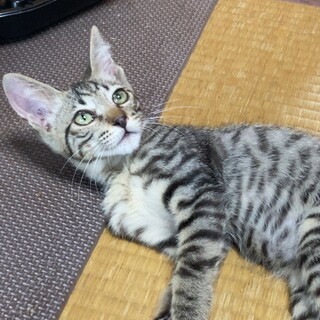 子猫の里親募集