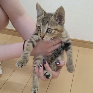 さすけねこ。が投稿した里親募集 :: ペットのおうち【里親決定29