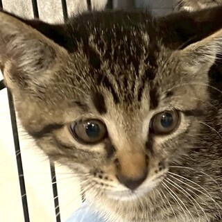 モネ：モリモリ食べて元気に成長中！