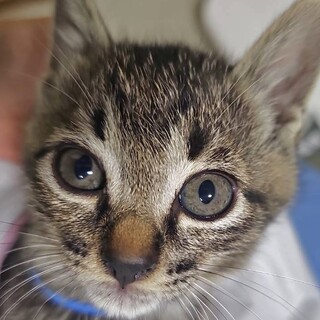 おね：甘えん坊のヤンチャ娘！