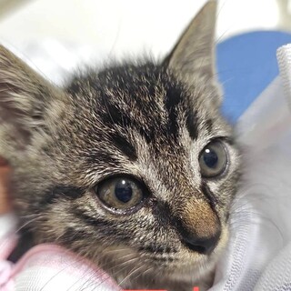 がく：元気です、温和で優しい男の子