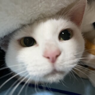 白猫　里親募集！