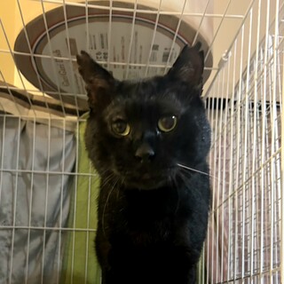 人馴れ修行中ケンカの怪我が治ったらベビーフェイスに