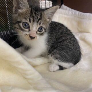 トライアル決定！キジ白ちゃん・男の子