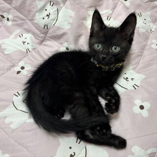 愛らしい兄妹たち、結月（ゆうき）くん