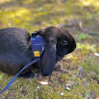 うさぎの里親