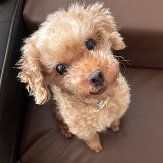 トイプードル　ヴィーナスちゃん　里親様募集☆