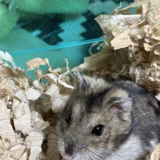 ジャンガリアンハムスター