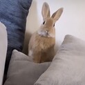 うさぎの里親