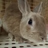 うさぎの里親