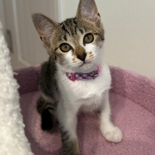 募集停止お膝がとっても大好きな甘えん坊♥ふう