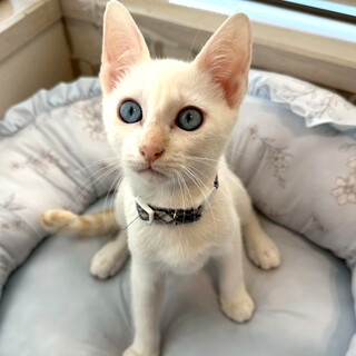 イケニャンブルーアイ男子★ひいらぎ