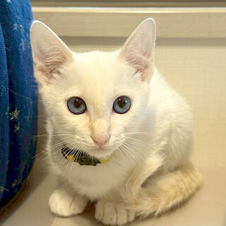 イケニャンブルーアイ男子★りん