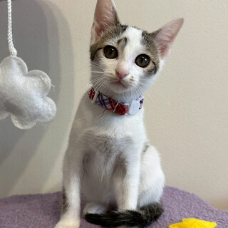 困り顔がとってもキュートな女の子♥らん