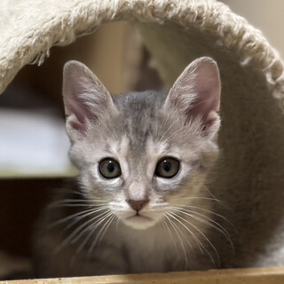 甘えるしぐさにメロメロに♥ラム