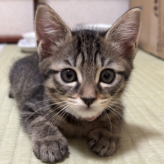 募集停止活発で人慣れ抜群かわいい女子♥ウォッカ