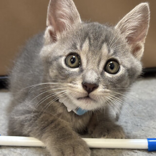 人慣れ抜群のサバトラ★スコッチ