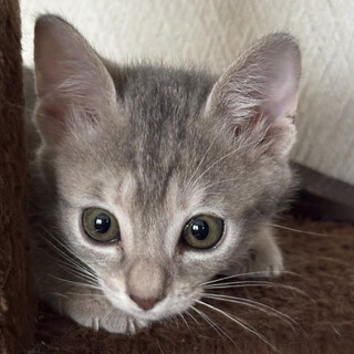 人慣れ抜群のサバトラ★ジン