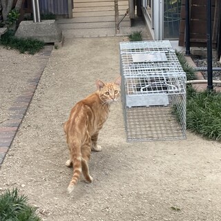 畑で増えてる仔たち、とっても大人しく仲良しです