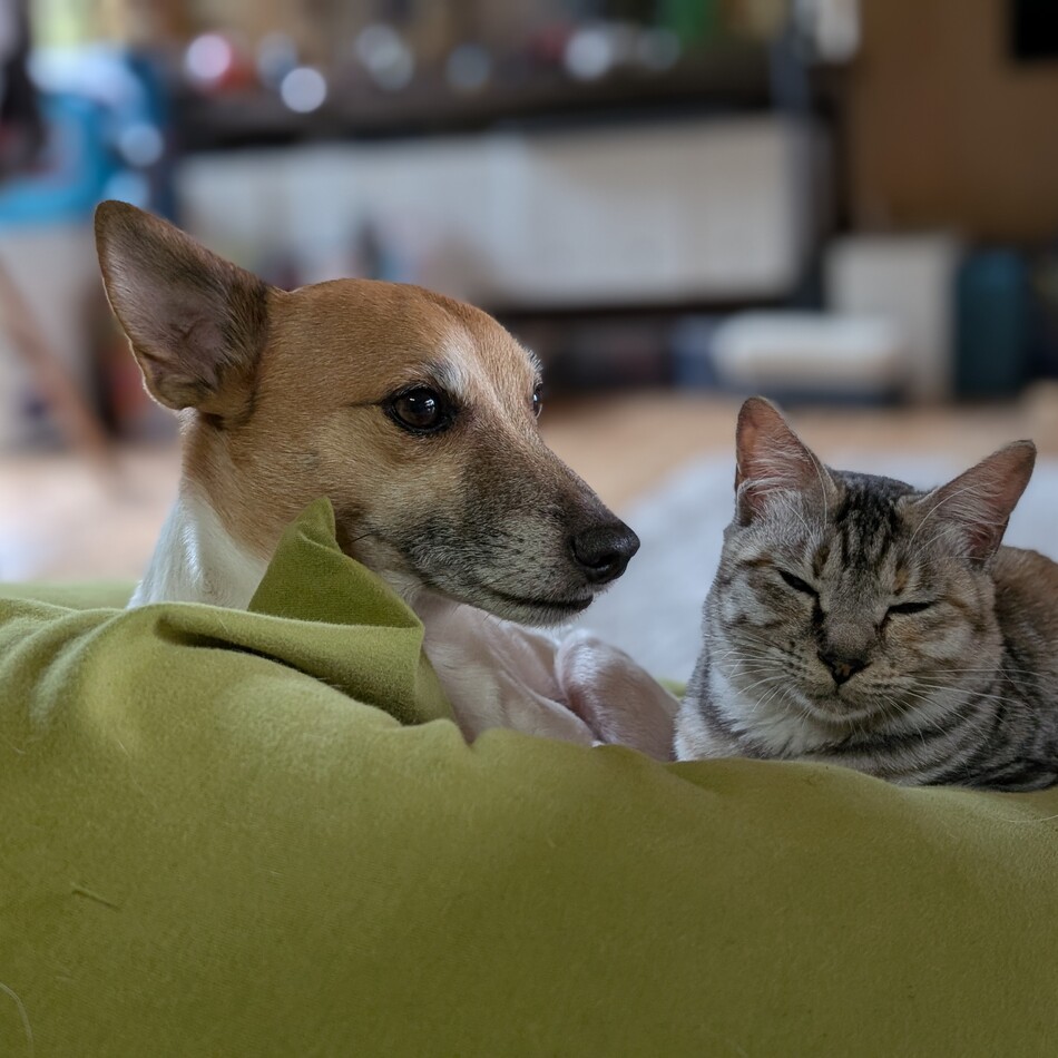 小次郎のカバー写真