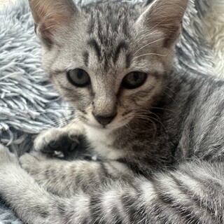 三ヶ月の優しいサバトラの女の子