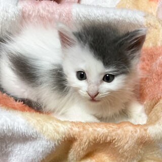 もふもふイケメンおめめぱっちり約3週間