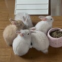 5/27生まれライオンロップ×ネザーランドドワーフ
