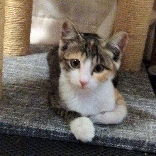 優しい女の子です。