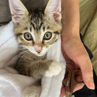 保護猫の里親募集