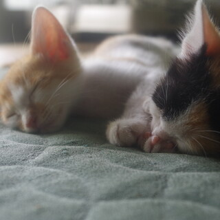 子猫４兄妹の里親募集！